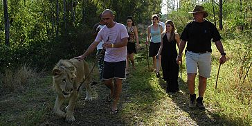 Walking with lions Mauritius Walking with lions Mauritius